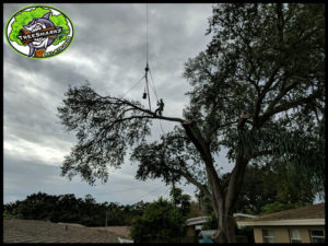 Tree Service Port Charlotte