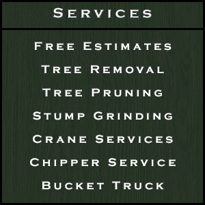 Tree Service Port Charlotte FL